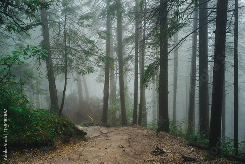Fototapeta Naklejka Na Ścianę i Meble -  Misty mountain forest on the way to Sarnia Rock, Tatra Mountains