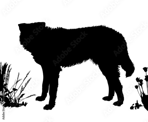 Dog stands sideways. Black silhouette isolated
