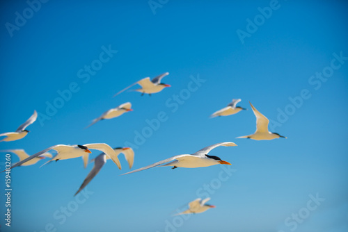 flying seagulls against blue sky at beach 