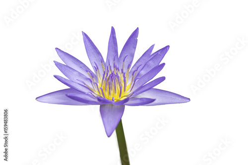 Beautiful purple lotus bloom  Isolated on white