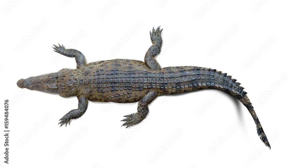 Fototapeta premium Krokodyl na białym tle