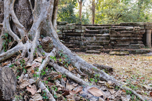 The roots and trunk of an old tropical tree growing near Baphuon Temple in Angkor Complex, Siem Reap, Cambodia.