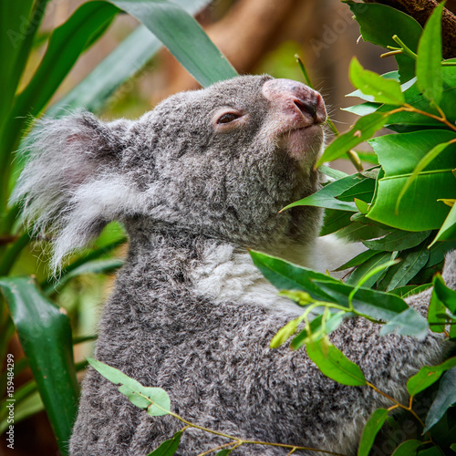 Photography Koala Bear. A cute of koala