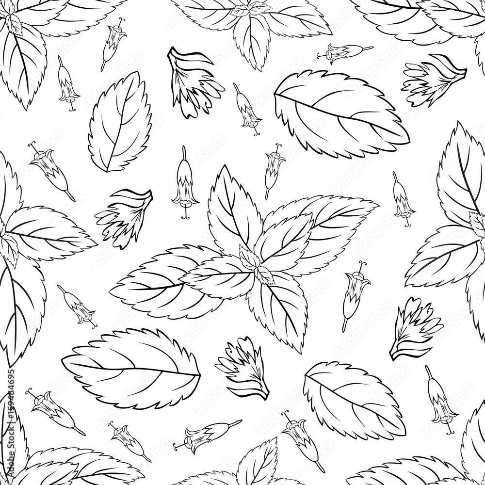 Mint leaves, peppermint buds isolated on white background, Hand drawn ...
