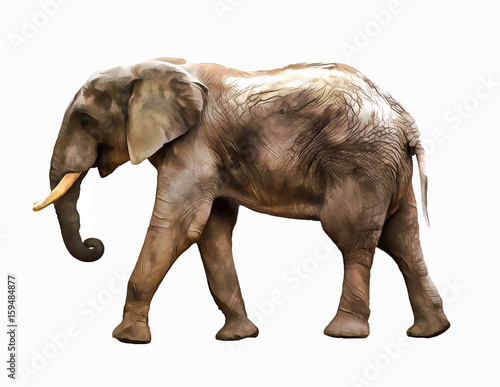 Photography Elephant. Elephant illustration. watercolor animal illustration