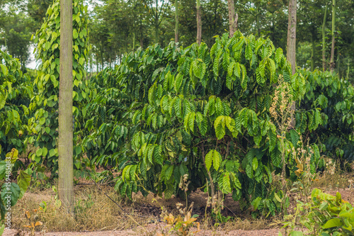 Unripe coffee beans on stem in Vietnam plantation photo