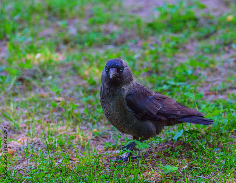 Crow on green grass Crow on green grass