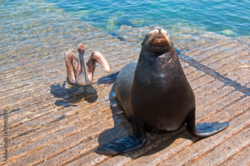 Sea Lion with one Pelican on the marina boat launch in Cabo San Lucas Mexico BCS photo