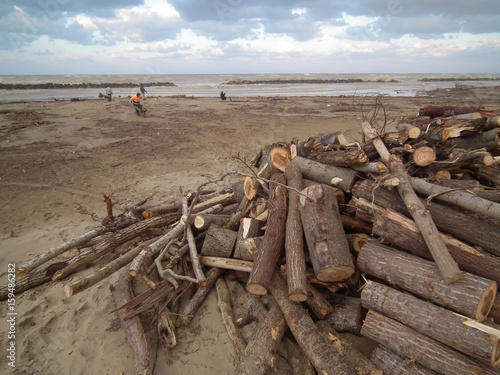 Wood stack near the sea