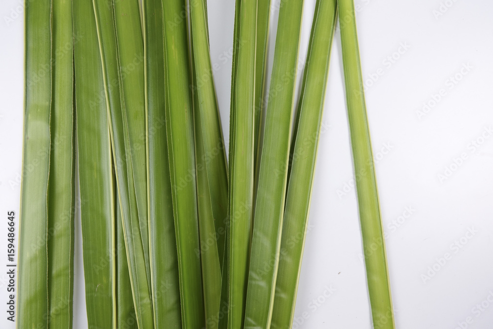 Cocunut leaves isolated on white. Cocunut leaves isolated on white.