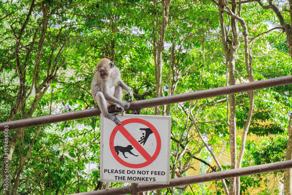 Obraz premium Grey monkey sitting on the railing with a sign Not to feed the monkeys at the entrance to the Batu Caves, Malaysia.