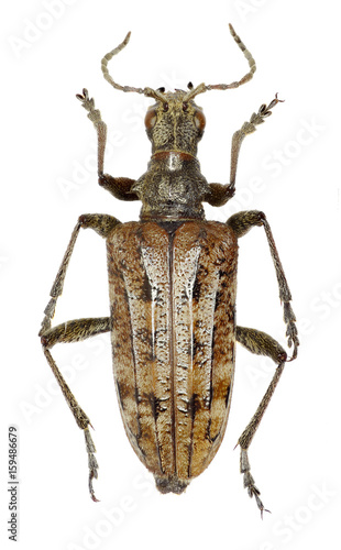 Ribbed Pine Borer on white Background  -  Rhagium inquisitor (Linnaeus, 1758)
