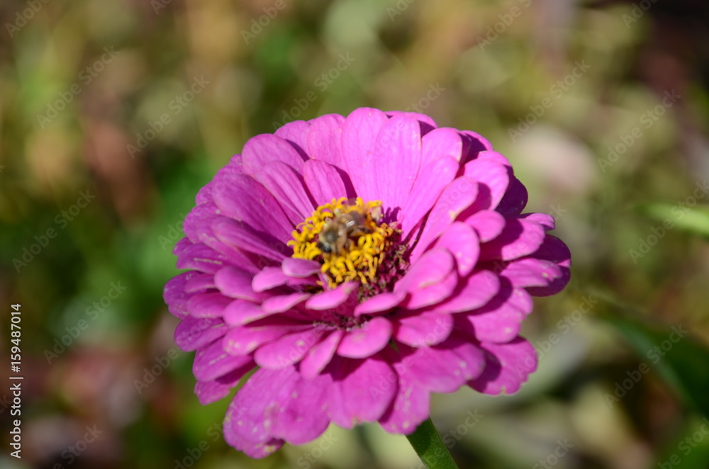 Obraz premium Cynicism