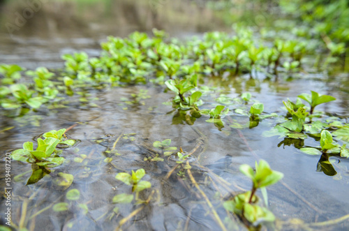 Water seaweed plants in river