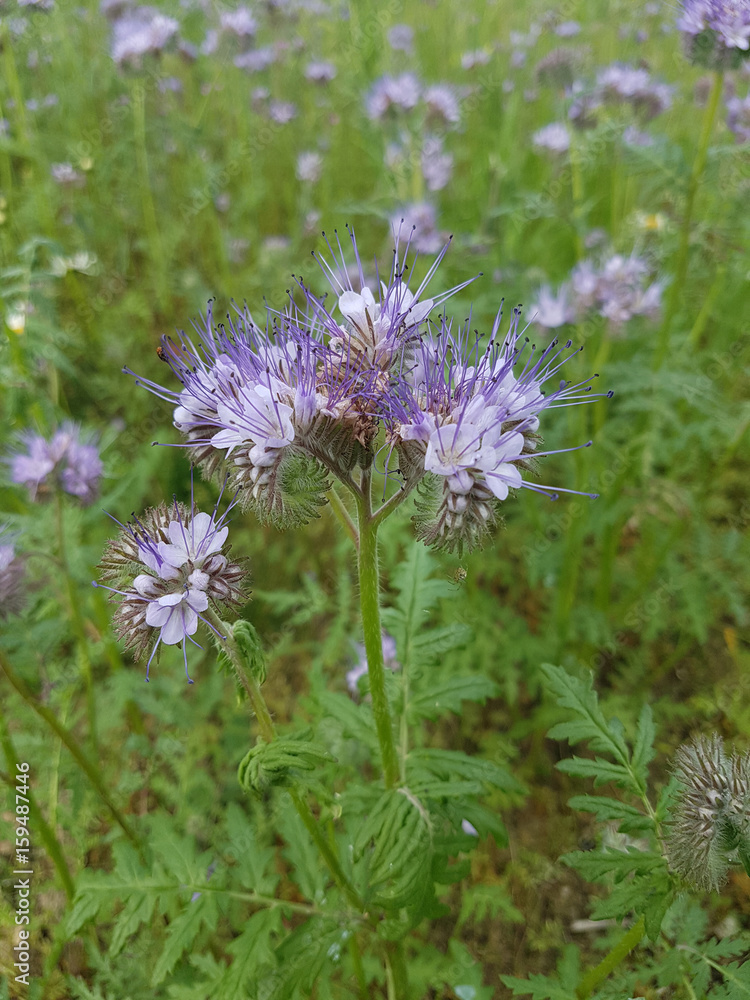 Phacelia, tanacetifolia, Gruenduengung, Heilpflanze Phacelia, tanacetifolia, Gruenduengung, Heilpflanze