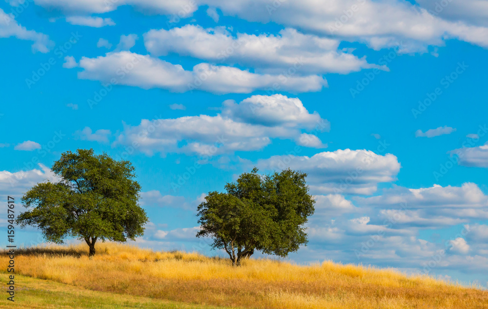 Green Oak Trees on Hill With Clouds and Blue Sky