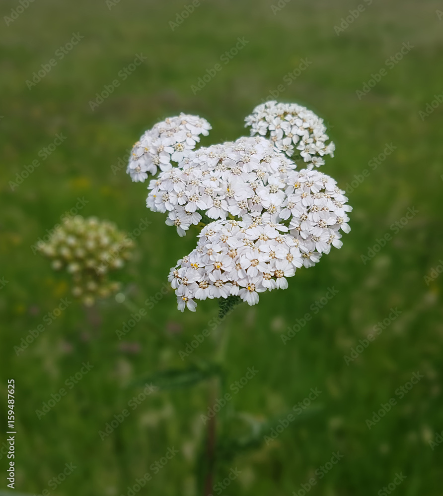 Schafgarbe; Achillea; millefolium Stock Photo | Adobe Stock