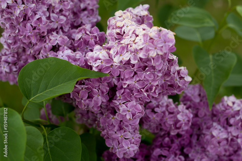 fluffy branch of lilac blossoms