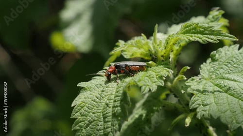 Insect Lampyris noctiluca by the day 4K 2160p 30fps UltraHD footage - Close-up of common glow-worm beetle on nettle plant 3840X2160 UHD video  photo