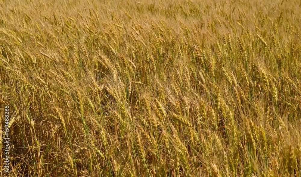 Fototapeta premium Field with cereals. Russia