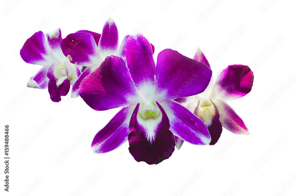 tree beautiful orchid flowers isolated on white, queen of  flowers.