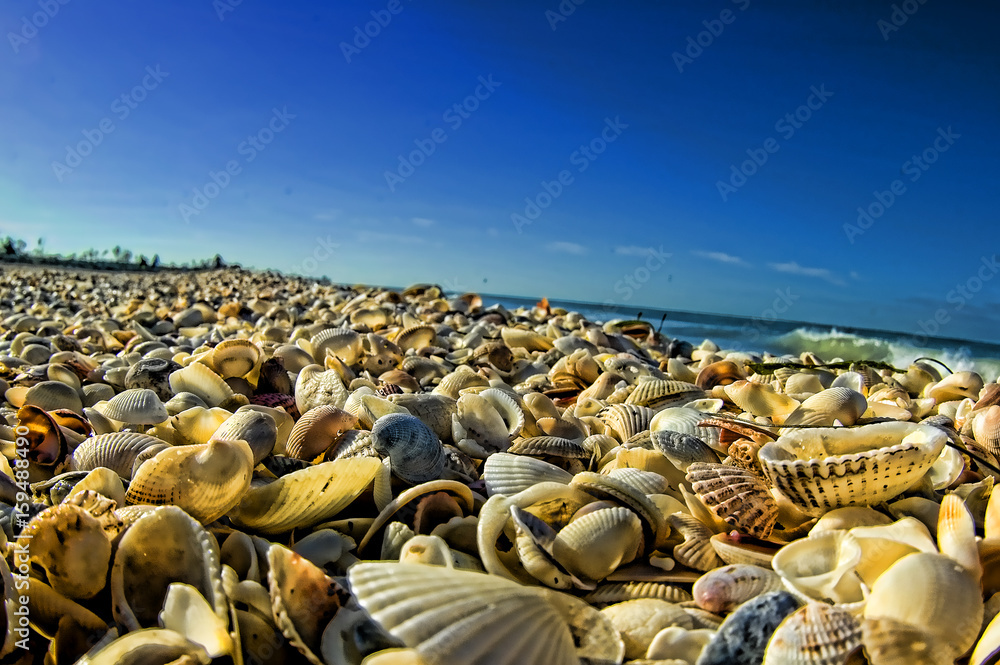 piles of sea shells on the beach piles of sea shells on the beach