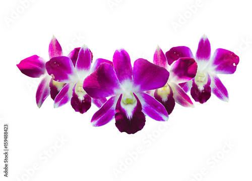 tree beautiful orchid flowers isolated on white  queen of  flowers.