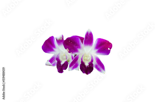 beautiful orchid flower isolated on white  queen of  flower.