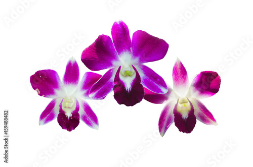 tree beautiful orchid flowers isolated on white  queen of  flowers.