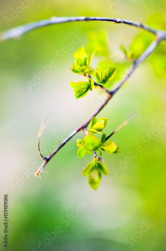 Macro spring view of tree brunch with green leaves
