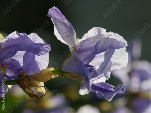 Fototapeta Naklejka Na Ścianę i Meble -  Iris bleu, soleil couchant, dans un jardin 