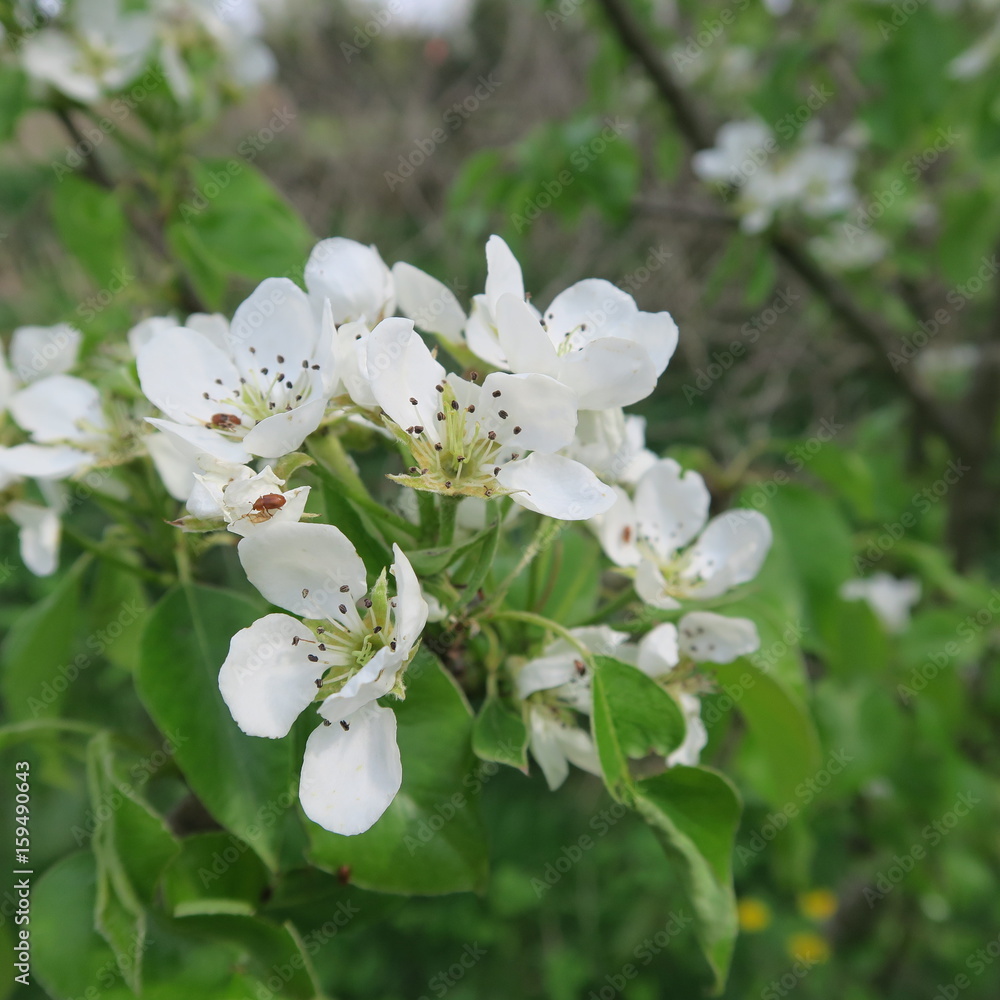 White fruit blossoms blooming in spring White fruit blossoms blooming in spring