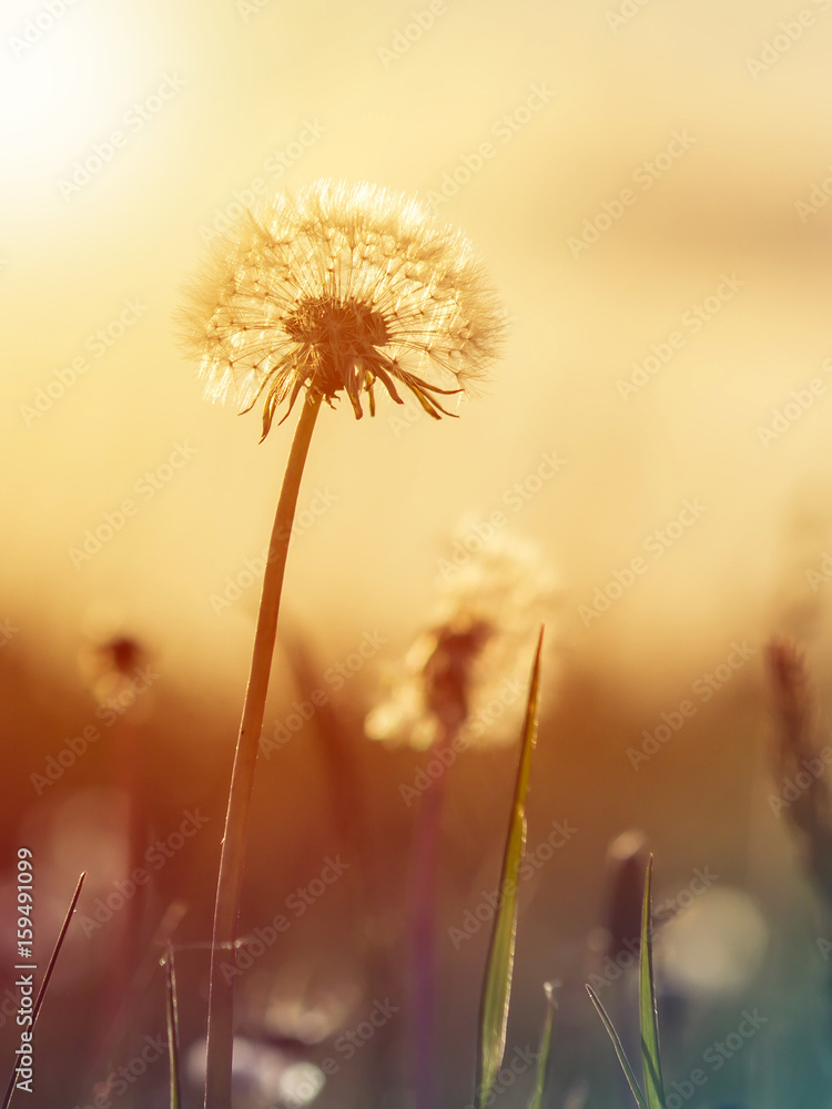 Dandelion on the meadow at sunlight background