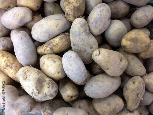 many fresh potato for background