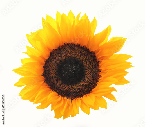 Fototapeta Naklejka Na Ścianę i Meble -  Sonnenblume, Blüte, Sunflower, Makro, Freisteller