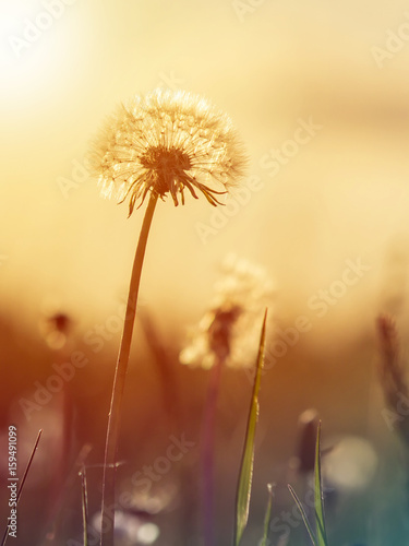 Dandelion on the meadow at sunlight background