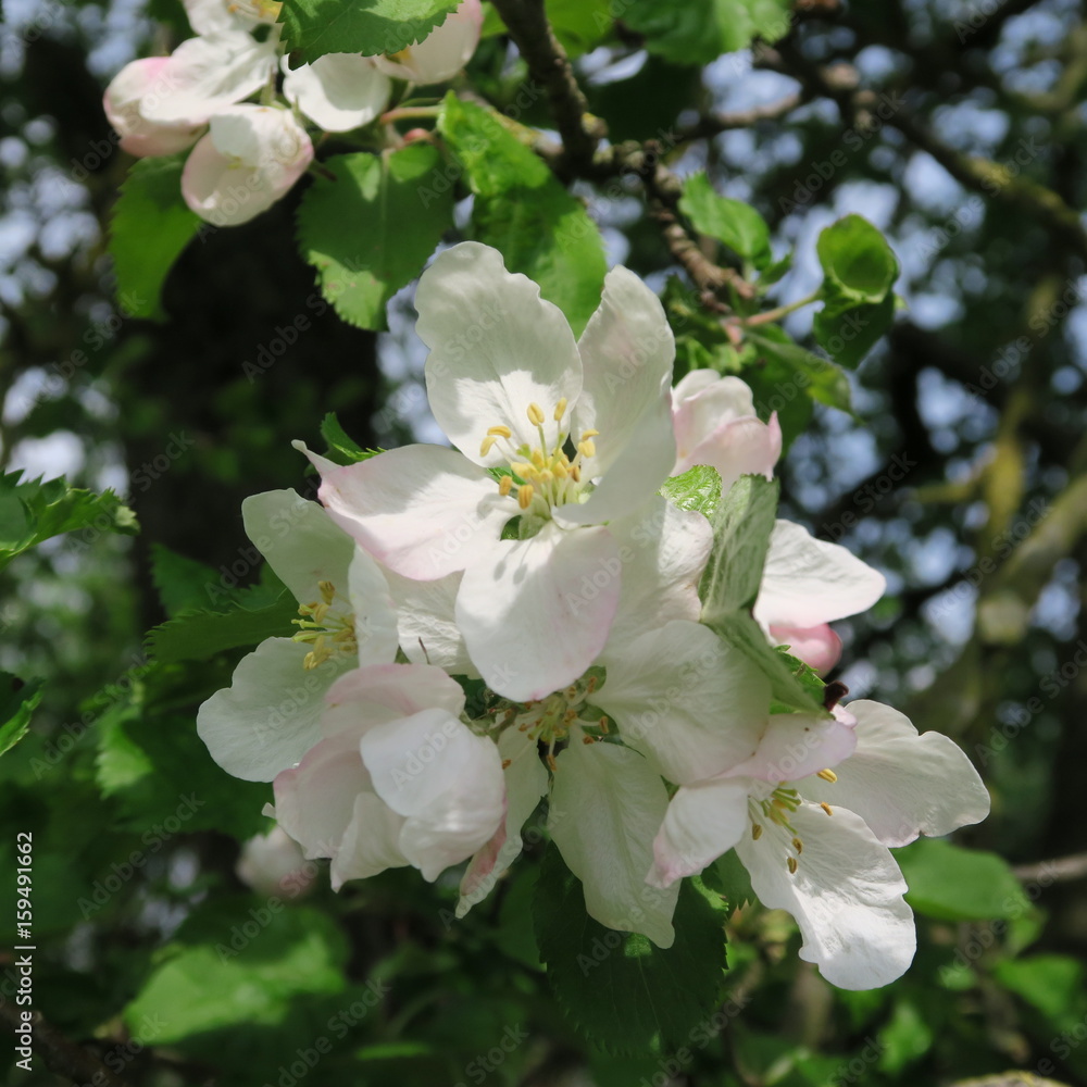 White fruit blossoms blooming in spring White fruit blossoms blooming in spring