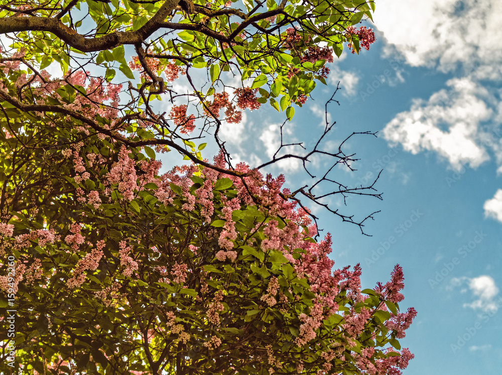 Bushes of blossoming lilacs Bushes of blossoming lilacs