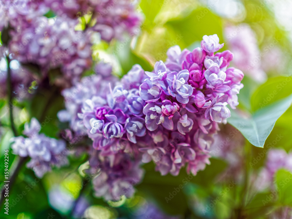 Bushes of blossoming lilacs Bushes of blossoming lilacs