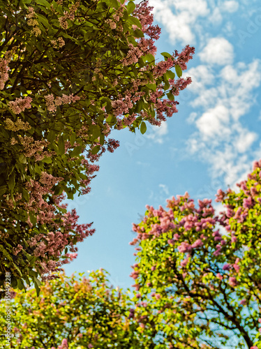 Bushes of blossoming lilacs