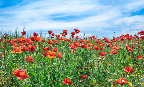 Fototapeta Naklejka Na Ścianę i Meble -  Wonderful poppy field