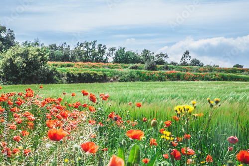 Wonderful poppy field