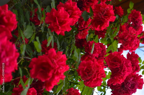 Цветы розы/Roses   © TalanVadim
