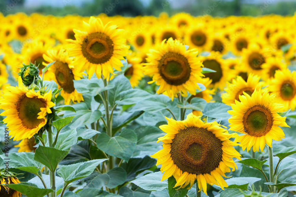 Fototapeta premium Beautiful sunflower field in summer (sunflowers)