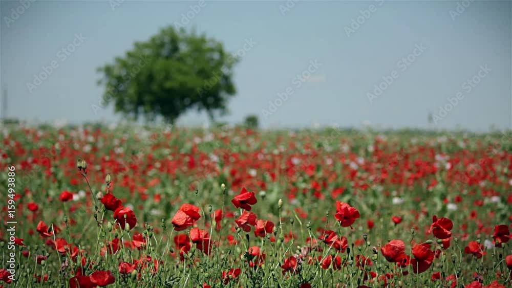 Poppy flower field with a tree and cars in the background Poppy flower field with a tree and cars in the background