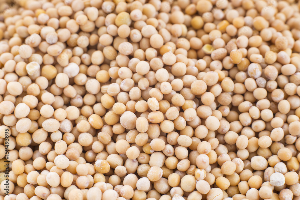 Yellow Mustard Seeds - Sinapis alba Yellow Mustard Seeds - Sinapis alba