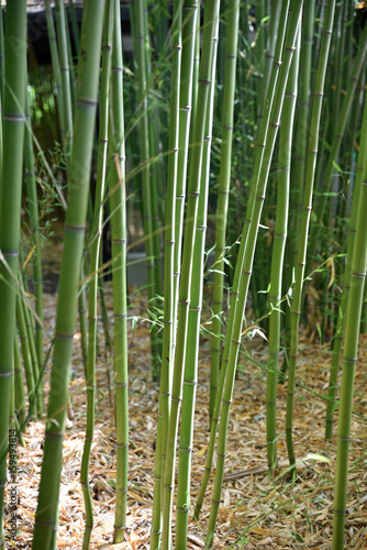 Bambous verts au jardin au printemps