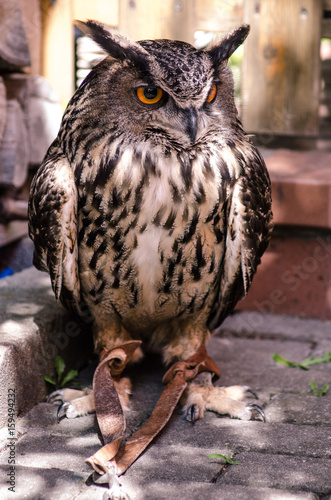 Barn Owl Canadian Raptor Conservancy photo