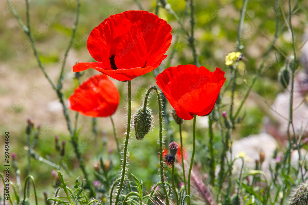 Obraz premium Bright red poppy flower with bud in field in nature in sunlight