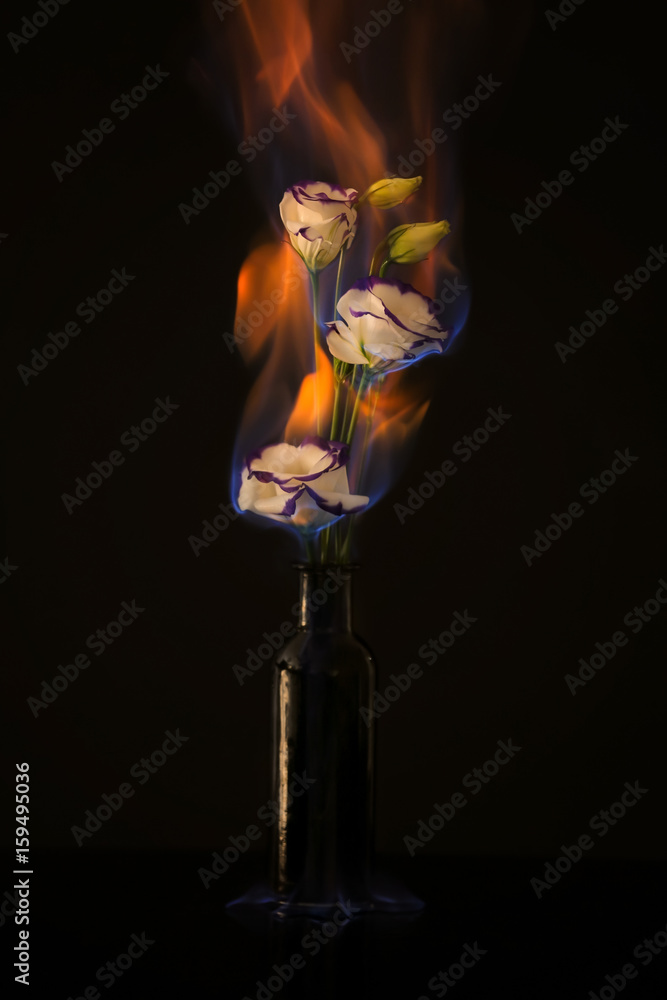Naklejka premium Burning eustoma flowers on black background